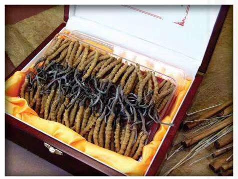 细水乡冬虫夏草回收